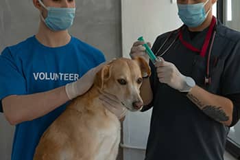 Read More About Veterinary Facilities